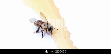 Abeille sur fond blanc consomme du miel. Gros plan. Banque D'Images