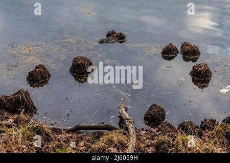 Des touffes d'herbe sur le bord d'un lac affugé par des rats musqués, Michigan, États-Unis Banque D'Images