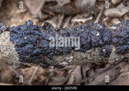 Le beurre de Warlock, Exidia nigricans, sur une branche morte dans le centre du Michigan, aux États-Unis Banque D'Images