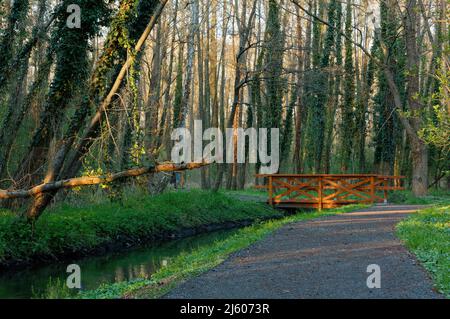 Petit pont piétonnier en bois au-dessus d'un ruisseau dans une forêt à côté des thermes de Heviz, Hongrie Banque D'Images