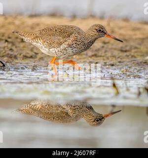 Redshank (Tringa totanus) avec réflexion dans l'eau Banque D'Images