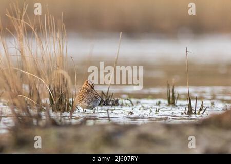 Snipe (Gallinago gallinago) dans l'eau à la recherche de nourriture Banque D'Images