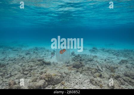 Paysage marin avec salpe, tunicate dans l'eau turquoise de la mer des Caraïbes, Curaçao Banque D'Images