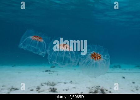 Paysage marin avec salpe, tunicate dans l'eau turquoise de la mer des Caraïbes, Curaçao Banque D'Images