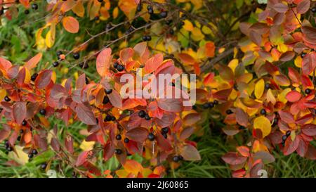 Gros plan sur les baies noires de fraise. Plante d'extérieur décorative. Banque D'Images