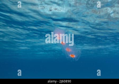 Paysage marin avec salpe, tunicate dans l'eau turquoise de la mer des Caraïbes, Curaçao Banque D'Images