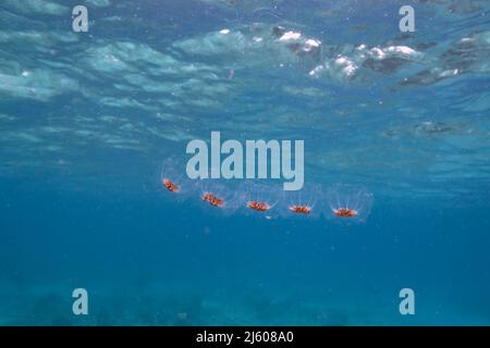 Paysage marin avec salpe, tunicate dans l'eau turquoise de la mer des Caraïbes, Curaçao Banque D'Images