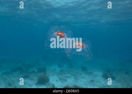 Paysage marin avec salpe, tunicate dans l'eau turquoise de la mer des Caraïbes, Curaçao Banque D'Images