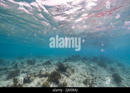 Paysage marin avec salpe, tunicate dans l'eau turquoise de la mer des Caraïbes, Curaçao Banque D'Images