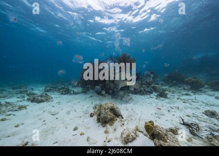 Paysage marin avec salpe, tunicate dans l'eau turquoise de la mer des Caraïbes, Curaçao Banque D'Images