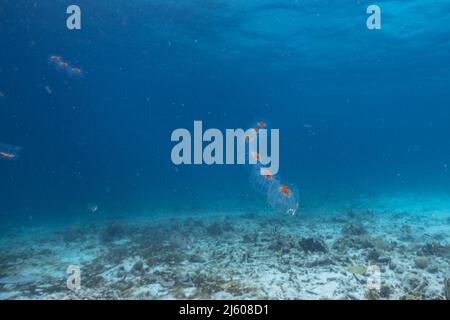 Paysage marin avec salpe, tunicate dans l'eau turquoise de la mer des Caraïbes, Curaçao Banque D'Images