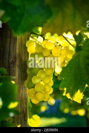 Bouquet de raisins blancs à côté d'une feuille, contre la lumière du soleil sur un vignoble. Banque D'Images