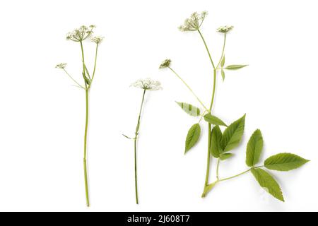 Egapopodium podaglaria, un aîné de terre en fleurs, isolé sur fond blanc Banque D'Images