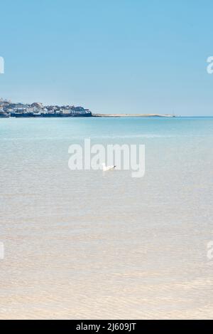 mouette assise sur la mer dans un port paisible. Banque D'Images