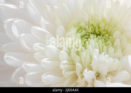 Prise de vue macro en gros plan White Chrysanthemum Banque D'Images