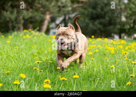 Un chien Bully américain traverse une prairie estivale avec de l'herbe verte et des pissenlits jaunes. Prise de vue dynamique d'un chien lors d'une promenade Banque D'Images