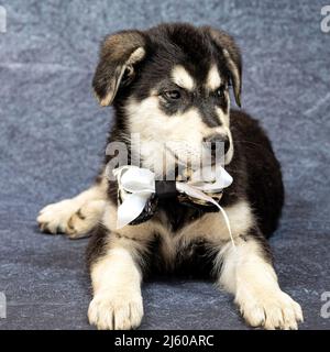 Portrait d'un grand chiot mongrel avec un arc autour de son cou. Couleur noire avec des marques marron clair, prise sur fond bleu Banque D'Images