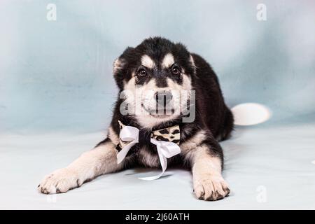 Portrait d'un grand chiot mongrel avec un arc autour de son cou. Couleur noire avec des marques marron clair, prise sur fond bleu Banque D'Images