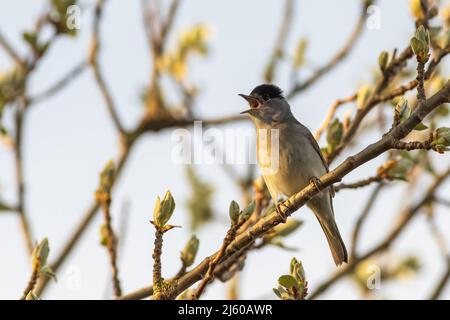 Blackcap (Sylvia atricapilla) chantant dans un arbre Banque D'Images