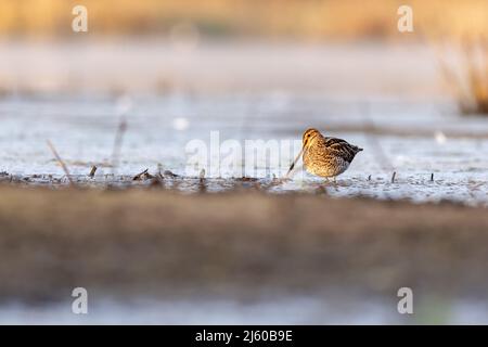 Snipe (Gallinago gallinago) dans l'eau à la recherche de nourriture Banque D'Images