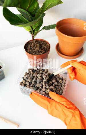 Le processus de transplanter un pot-ficus lyrata.Mains tenant une greffe de ficus.Plante maison en pot ficus lyrata.Jardinage à la maison.Les plantes qu'un Banque D'Images