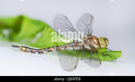 Gros plan sur le profil de la libellule de l'auréoteur migrant sur la feuille naturelle verte. Aeshna mixta. Magnifique insecte d'eau brun à motifs avec ailes transparentes. Banque D'Images