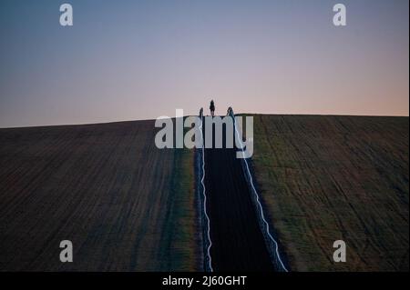 Les chevaux de course s'entraîner à l'aube aux gallops au-dessus de Upper Lambourn dans les Berkshire Downs. Avril 2022 Banque D'Images