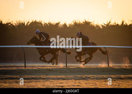 Les chevaux de course s'entraîner à l'aube aux gallops au-dessus de Upper Lambourn dans les Berkshire Downs. Avril 2022 Banque D'Images