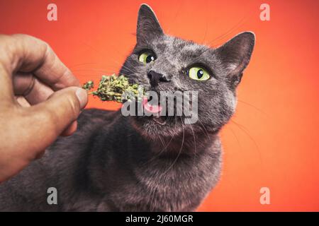 Chat domestique gris mangeant avec impatience le chat de la main d'une personne tout en regardant l'appareil photo. Banque D'Images