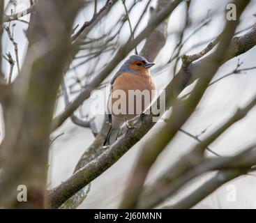 Le Lake District de Cumbria offre quelques-uns des plus beaux oiseaux le long du lac Windermere et du lac Buttermere et Grange au-dessus des sables. Banque D'Images