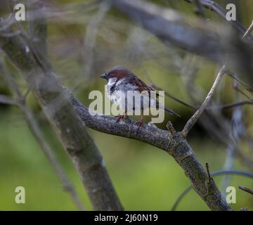 Le Lake District de Cumbria offre quelques-uns des plus beaux oiseaux le long du lac Windermere et du lac Buttermere et Grange au-dessus des sables. Banque D'Images