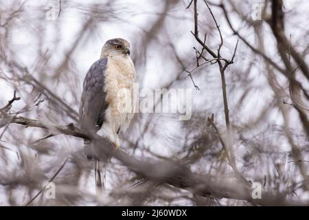 Faucon Cooper's pour femme adulte (Accipiter cooperii) Banque D'Images