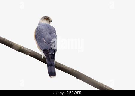 Le faucon de Cooper (Accipiter cooperii) femelle adulte isolé sur fond blanc Banque D'Images