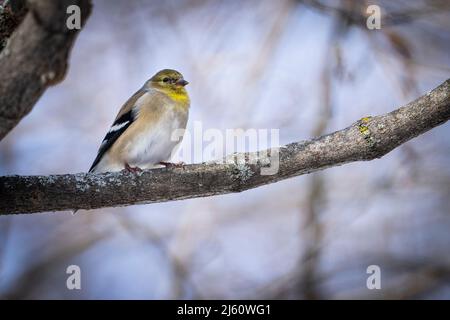 Égolfins américains mangeant des graines de tournesol dans un parc pendant une journée d'hiver. Banque D'Images