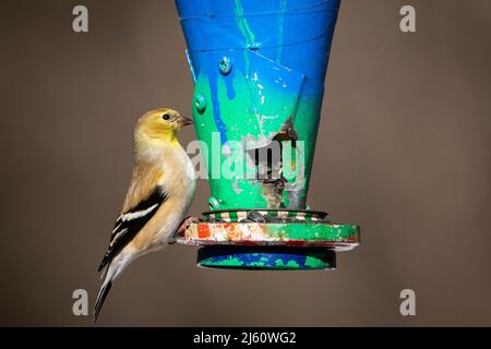 Égolfins américains mangeant des graines de tournesol dans un parc pendant une journée d'hiver. Banque D'Images