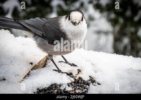 Canada jay manger des graines de tournesol pendant l'hiver. Banque D'Images