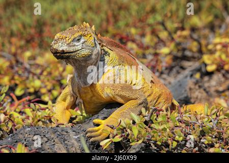 Galapagos Land iguana (Conolophus subscristatus) sur l'île South Plaza, parc national de Galapagos, Équateur. Il est endémique aux îles Galapagos. Banque D'Images