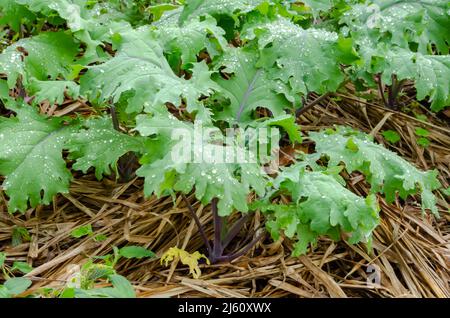 Des gouttelettes d'eau sont sur les feuilles de kale russe rouge qui poussent du sol recouvert d'herbe de guinée séchée. Banque D'Images