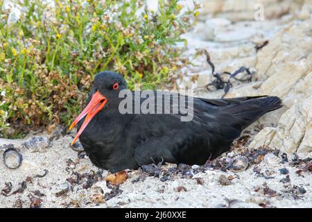 L'huîtrier variable assis sur son nid, Péninsule de Kaikoura, île du Sud, Nouvelle-Zélande. Elle est endémique de Nouvelle-Zélande Banque D'Images