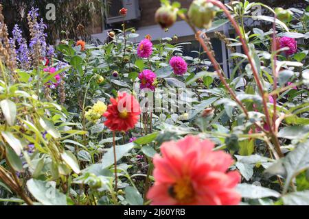 Un jardin regorgeant de dahlias colorées. Banque D'Images