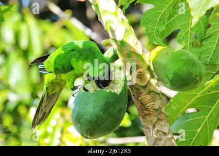 (Eunymphicus uvaeensis perruche d'Ouvéa) papaye manger sur l'île d'Ouvéa, Îles Loyauté, Nouvelle-Calédonie. C'est endémique à l'île d'Ouvéa. Banque D'Images