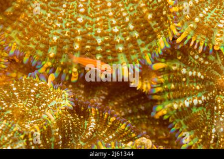 Un triptyque rayé juvénile, Helcogramma striata, survolant une colonie de corallimorphes, également connus sous le nom de corals de champignons, Discosoma ou Actinodiscus s. Banque D'Images