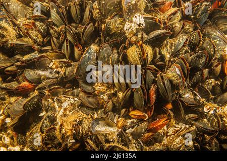 Image sous-marine d'une souche de moules bleues du Pacifique, Mytilus trossulus, Feeding, Colombie-Britannique, Canada. D'autres noms incluent la moule de baie, idiot Banque D'Images