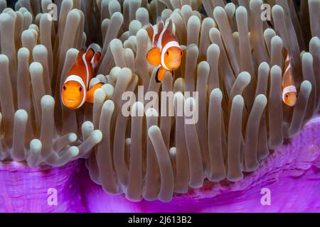 Lorsque vous vous déplacez vers l'est, l'anemonefish occidental, Amphipirion ocellaris, illustré ici, est remplacé par l'anemonefish de clown orientale, Amphipirion percul Banque D'Images