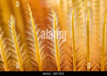 C'est un regard microscopique sur le détail d'un ver de plumeau indien, Sabellastarte indica, l'un des plus grands de cette famille atteignant 4 pouces ac Banque D'Images