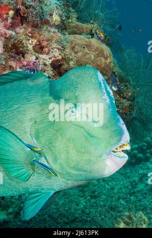 Deux adultes, labroides dimidiatus, bluestreak Cleaner wrasse, sont à la recherche de la tête de ce parrotfish à tête de pompe, Bolbometoponon muricatum, Sipid Banque D'Images