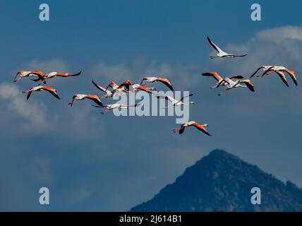 Rose vif et cacophonie, travail de pied frivole, flamboyance de flamants roses, Grand Flamingo de près dans son habitat sauvage Banque D'Images