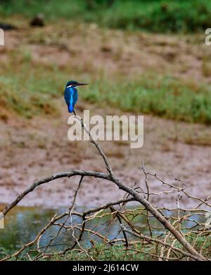 Intéressé commun kingfisher, alcedo atthis, perché dans la nature. Oiseau mâle attrayant avec plumage bleu vif dans la nature printanière. Banque D'Images