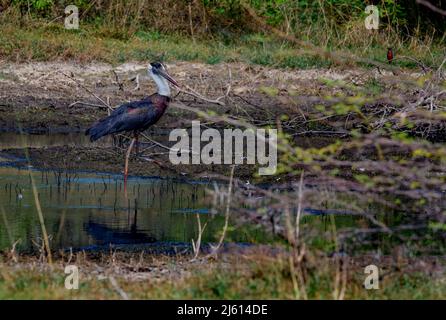 Ciconie à col laineux ou ciconie blanche (Ciconia episcopus) à la recherche de poissons dans les prairies. Une grande cigogne noire et blanche vivant en Asie et en Afrique. Banque D'Images