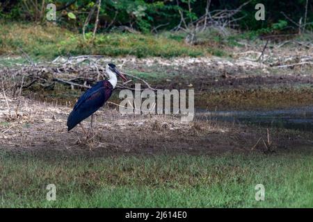 Ciconie à col laineux ou ciconie blanche (Ciconia episcopus) à la recherche de poissons dans les prairies. Une grande cigogne noire et blanche vivant en Asie et en Afrique. Banque D'Images